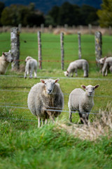 Sheep Grazing In Green Pasture