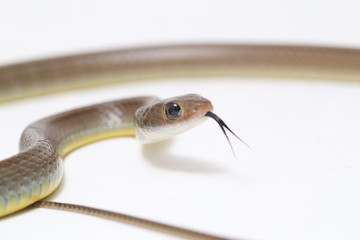 Ptyas korros, commonly known as the Chinese ratsnake or Indo-Chinese rat snake, is a species of colubrid snake endemic to Southeast Asia isolated on white background