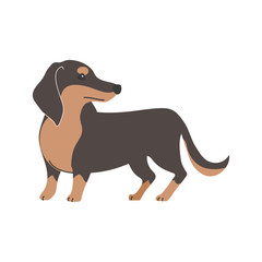 犬　ポーズ　表情　１匹　ミニチュアダックスフンド　振り向く