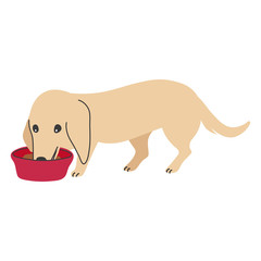 犬　ポーズ　表情　１匹　ミニチュアダックスフンド　食べる