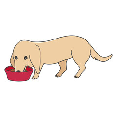 犬　ポーズ　表情　１匹　ミニチュアダックスフンド　食べる　餌