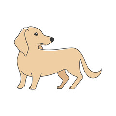 犬　ポーズ　表情　１匹　ミニチュアダックスフンド　振り向く