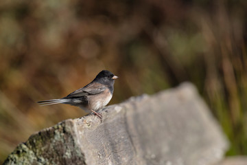 Dark eyed junco