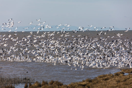 Flying Snow Geese