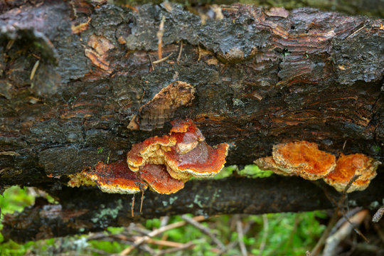 Polypore, Pycnoporellus fulgens growing on wood