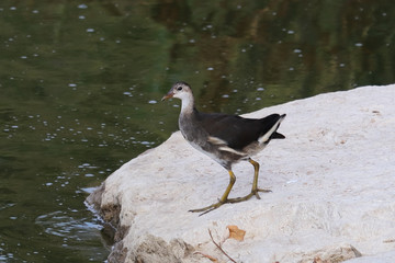 A young Eurasian coot chic (Fulica atra) on the shore of Nahal Alexander
