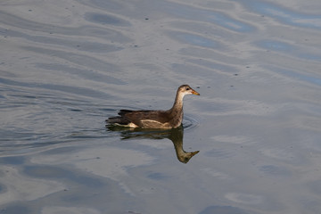 A young Eurasian coot chic (Fulica atra) swimming in Nahal Alexander