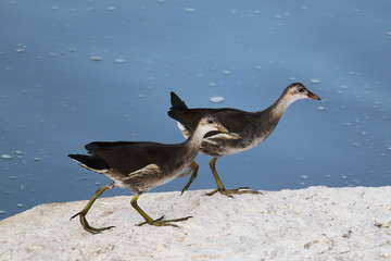 A couple of young Eurasian coots (Fulica atra) on the shore of Nahal Alexander