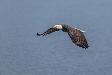 Flying Bald eagle