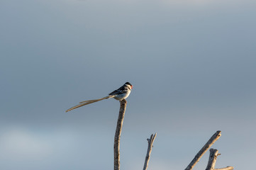 Pin-tailed whydah ( Vidua macroura ), with black back and crown, and a very long black tail. sitting high on branch showing promient red beak, against blue sky