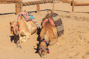 Camels with traditional bedouin saddle in Arabian desert, Egypt