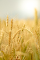 Wheat crop field. Ears of golden wheat close up. Ripening ears of wheat field background. Rich harvest Concept.