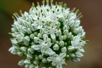 Globular white flower umbrella of decorative onion allium nutans. Close-up shot. Selective focus.