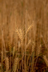 Wheat crop field. Ears of golden wheat close up. Ripening ears of wheat field background. Rich harvest Concept.