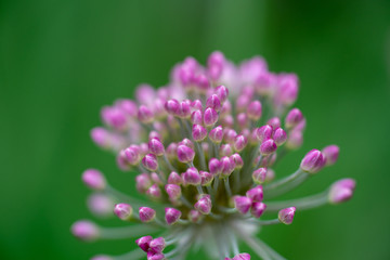 Pink flower umbrella decorative onion allium nutans. Macro. Selective focus.