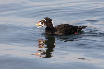  Surf Scoter bird