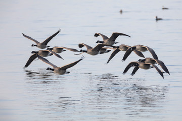 flock of flying Canada Goose