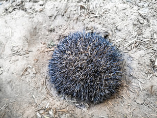 top view of a hedgehog that is protecting himself by his sharp and dangerous needles  