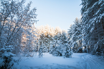 Beautiful winter scenery with forest full of trees covered snow