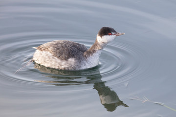 swimming horned grebe