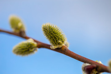 Young pussy willow branches with white catkins on blue sky background. Natural wallpaper. Easter...