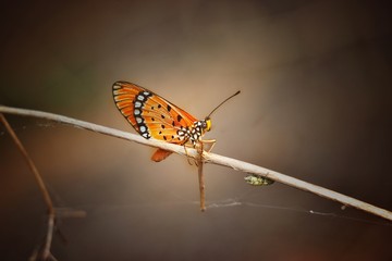 Obraz na płótnie Canvas butterfly on a plant