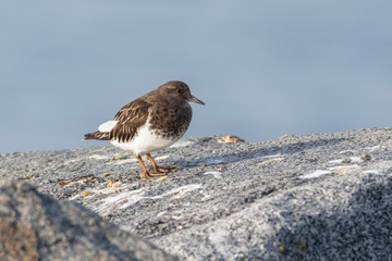 black turnstone bird