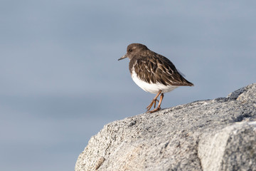 black turnstone bird