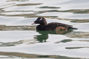 White winged Scoter bird