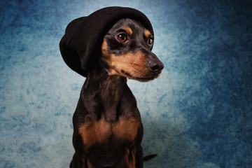 Portrait im Studio Hund mit Mütze und Pullover vor blauem und schwarzem Hintergrund