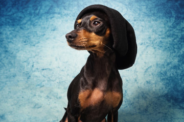 Portrait im Studio Hund mit Mütze und Pullover vor blauem und schwarzem Hintergrund