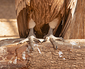 paws of a bird of prey on a tree