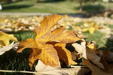 autumn leaves in park
