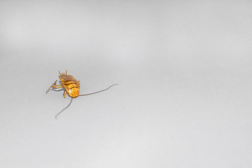 a brown cockroach with white background 