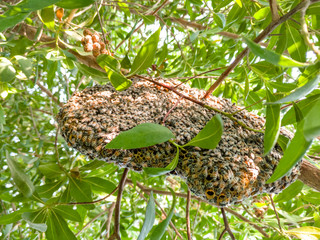 Obraz premium a honeycomb hanging at a branch of a tree