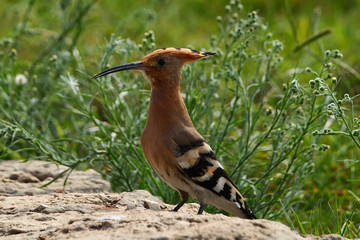 A closeup of a hoopoe bird (Upupa epops)