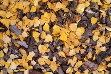 autumn leaves on the ground