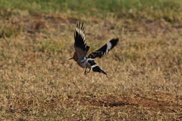 A hoopoe bird (Upupa epops) flying above a grassy field