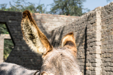 closeup of eye of an innocent sad donkey in an animal farm