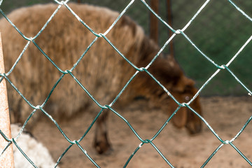 a sad mother sheep is locked inside the cage with sad expression 