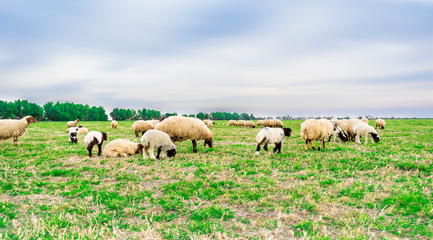 a flock of sheep eating grass in the fields in new Zealand and blue sky in the background 