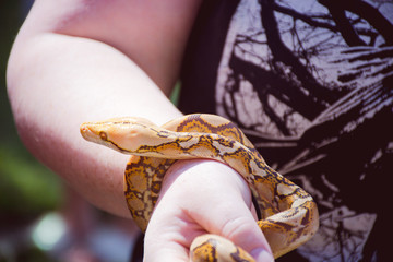 Fototapeta premium Snake Wrist