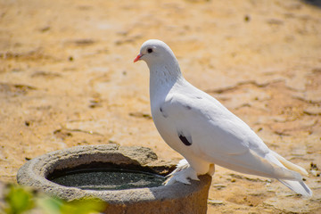 Symbol of Love and Peace