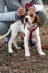 beautiful white and brown puppy with a red leash standing with his human couching behind him
