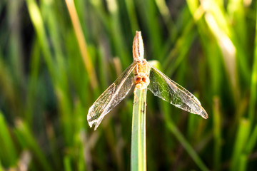 dragonfly on grass