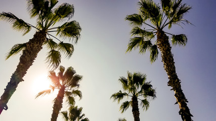 Palm Trees in Late Afternoon