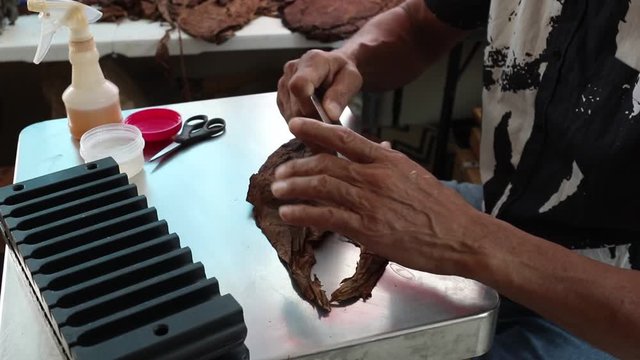 Demonstration of production of handmade tabaco cigars.