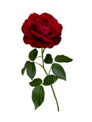 Dark red rose with green leaves - obrazy, fototapety, plakaty