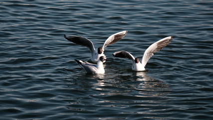 Seagulls on the lake in search of food. Flock of seagulls. Environment. Waterfowl