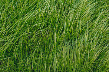 close-up shot of fresh green sprouts grass